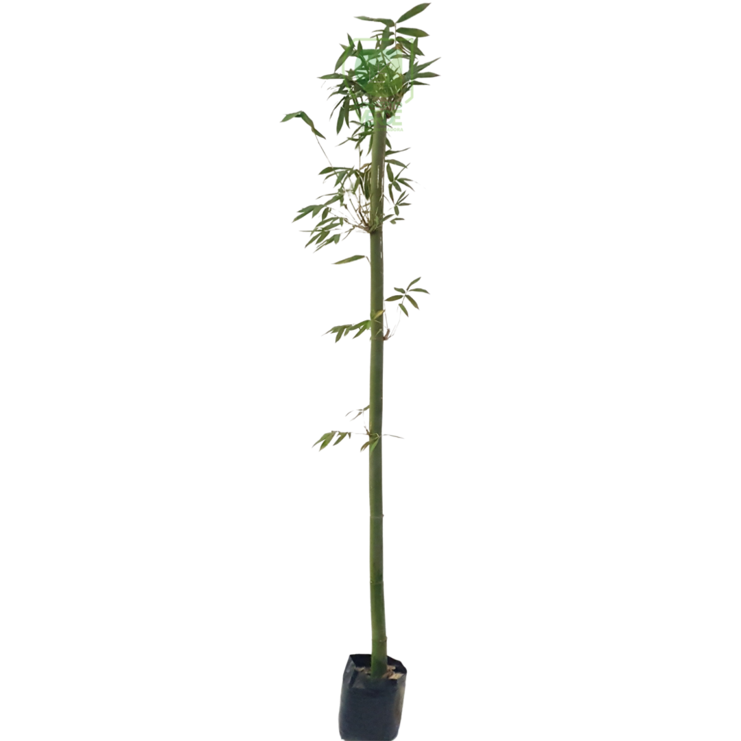 Bambú de Caña 1.8m