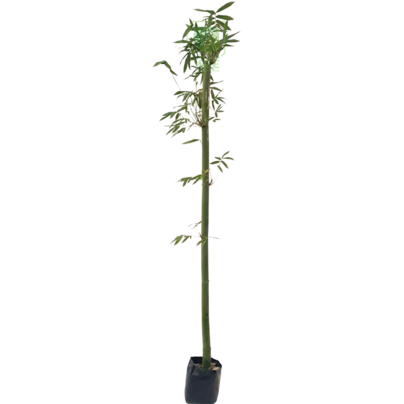 Bambú de Caña 1.8m