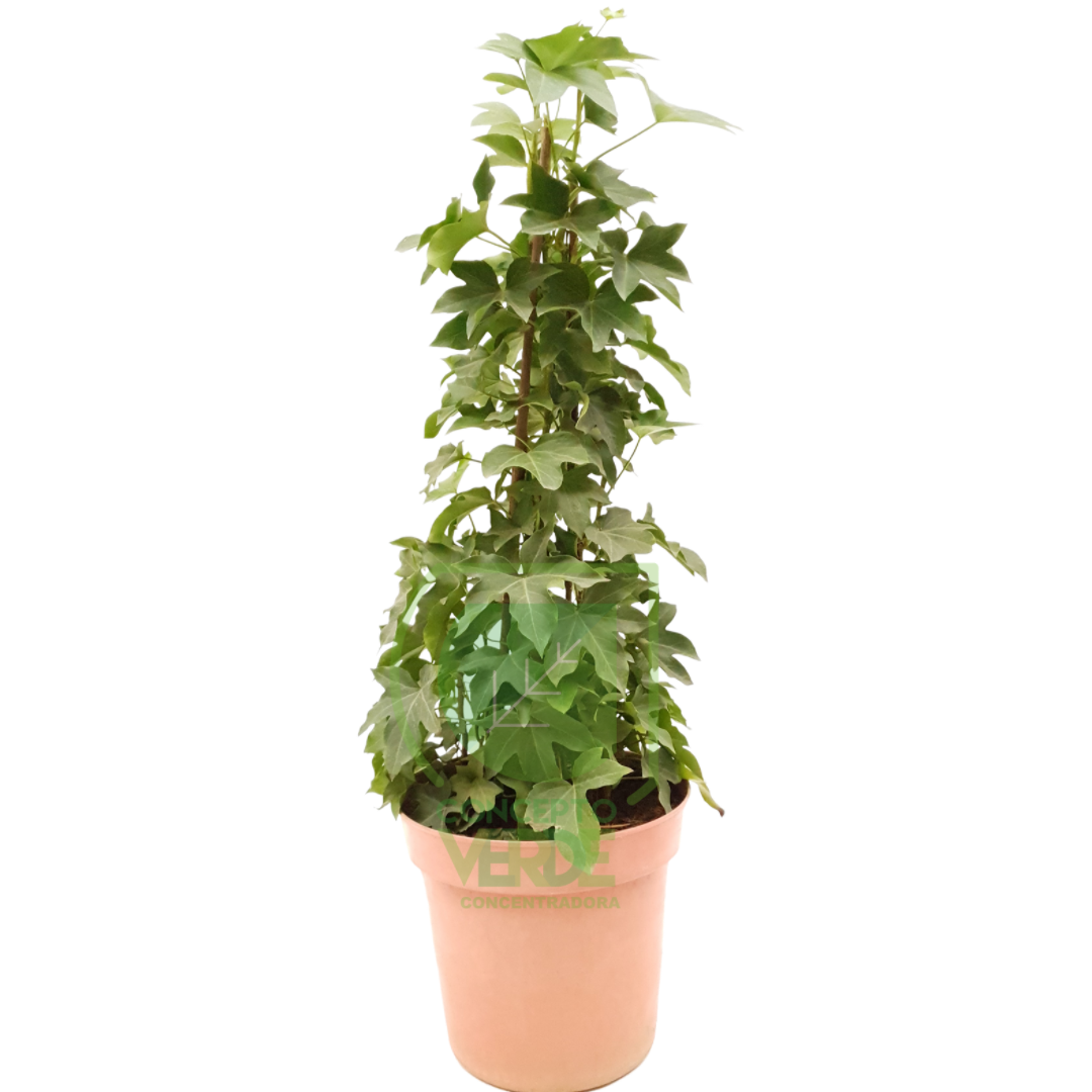 Aralia Estrella