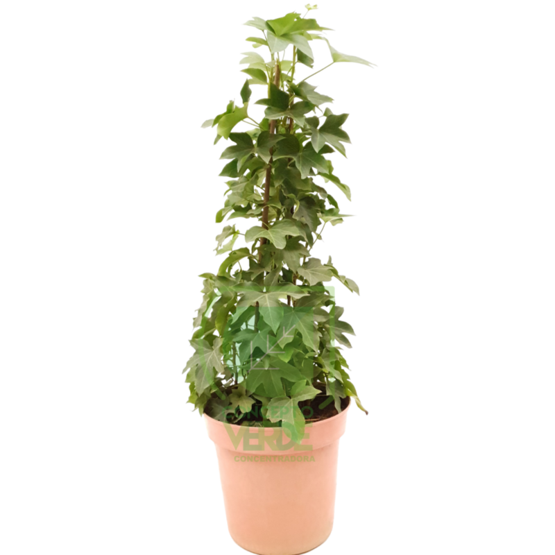 Aralia Estrella