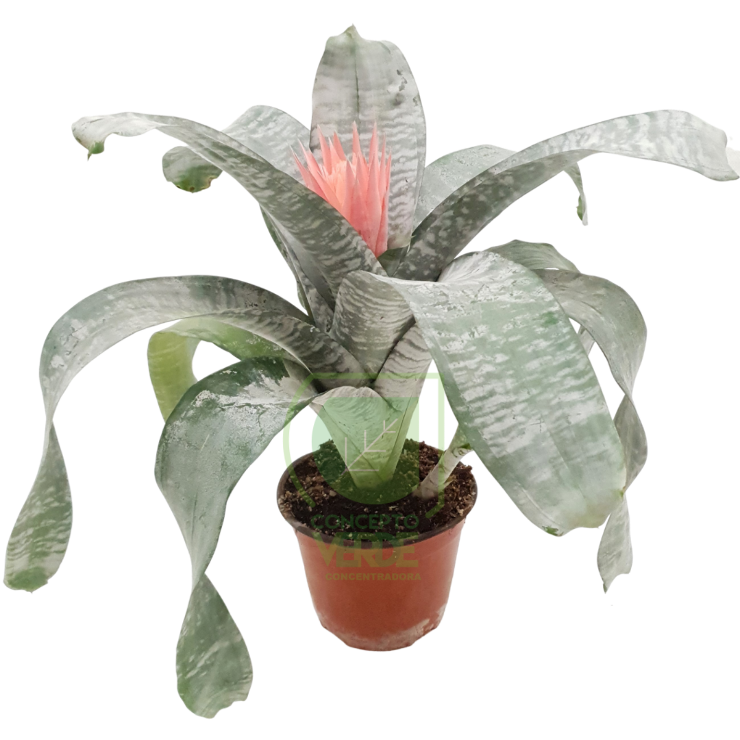 Bromelia Aechmea Faciata