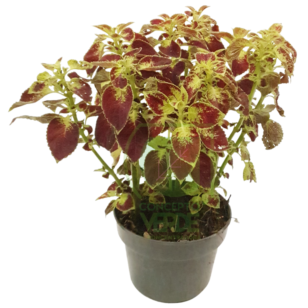 Cóleo, Color: Rojo con verde