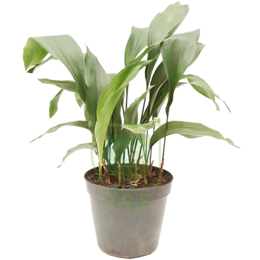 Aspidistra (#2)