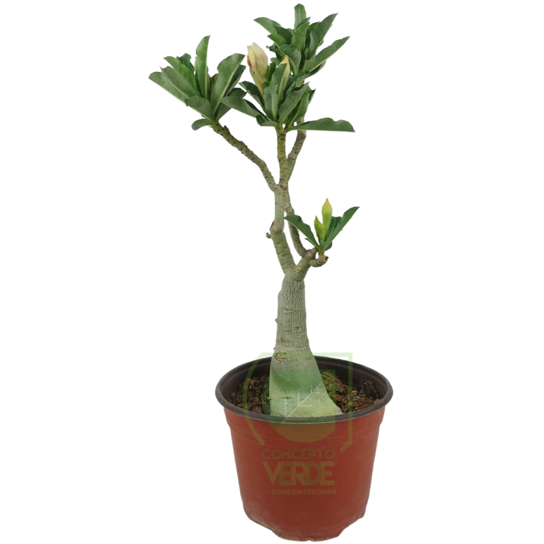 Rosa Del Desierto 35cm