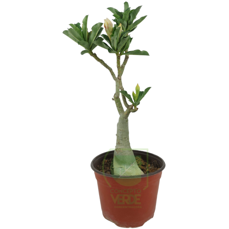 Rosa Del Desierto 35cm