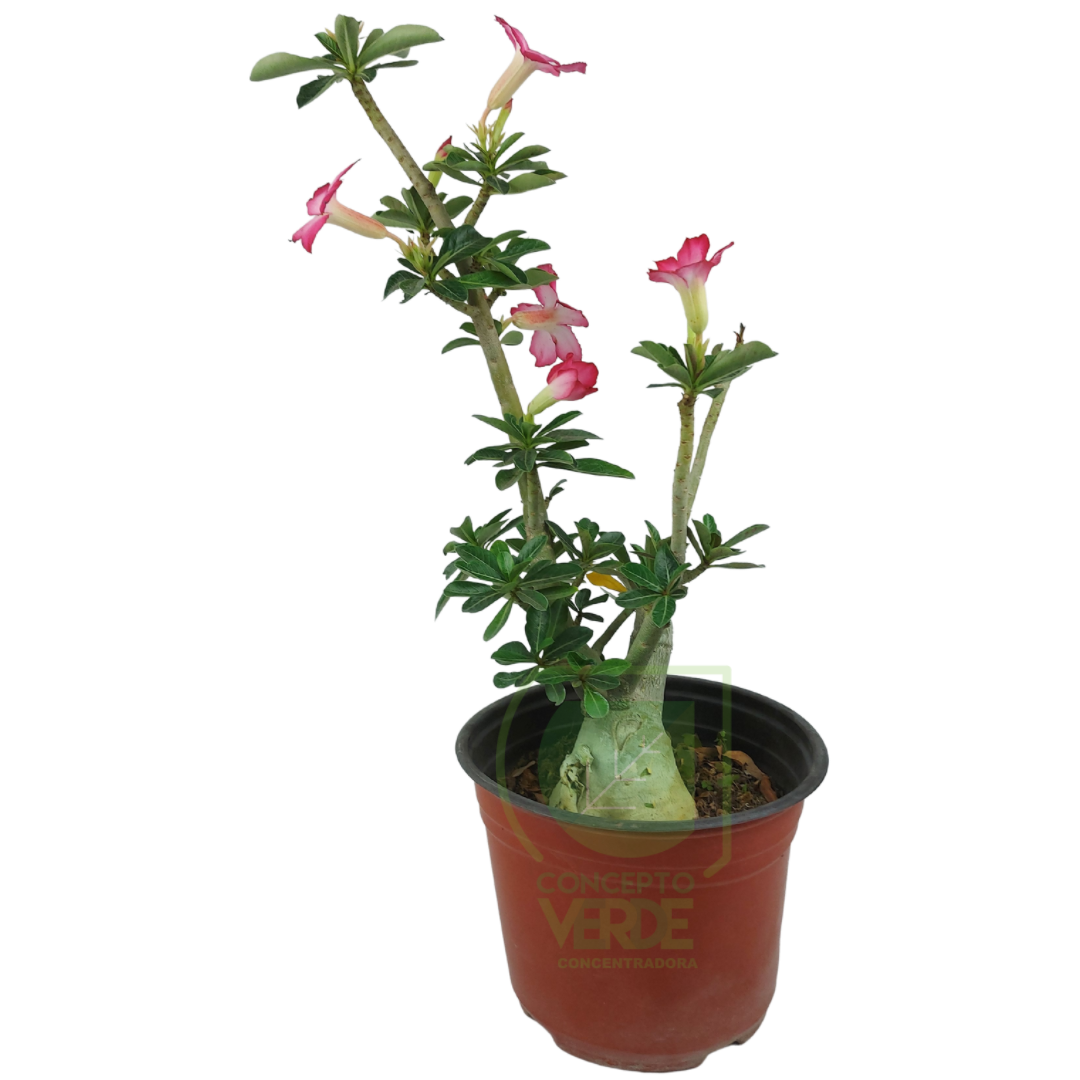Rosa Del Desierto 50cm