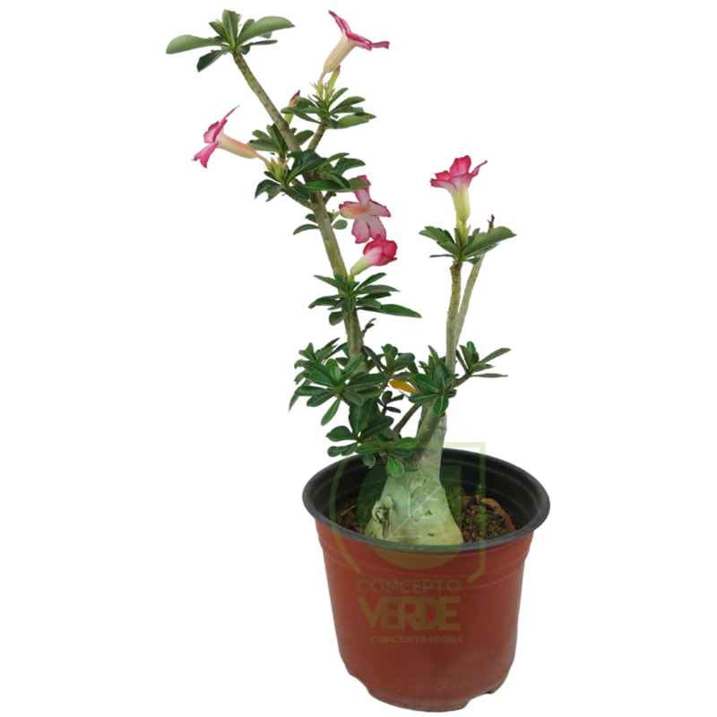 Rosa Del Desierto 50cm
