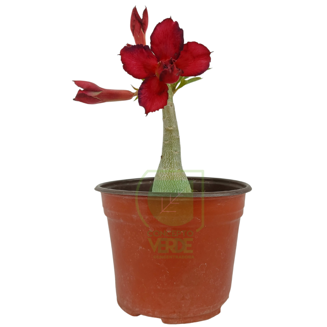 Rosa Del Desierto 25cm