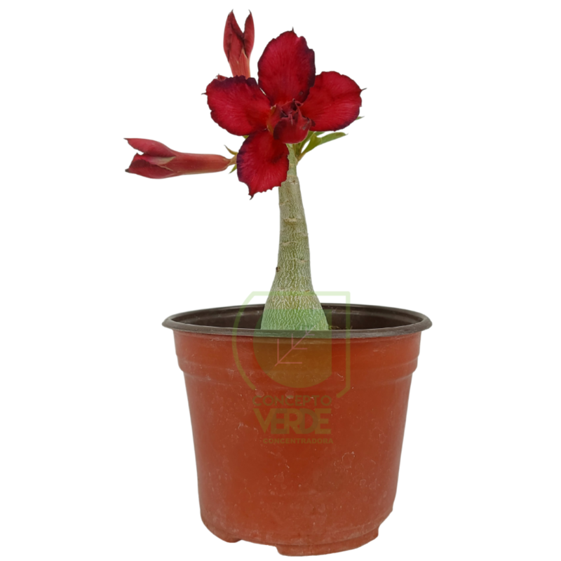Rosa Del Desierto 25cm