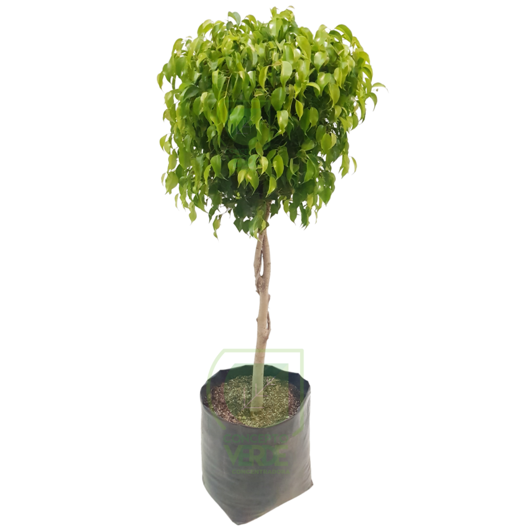 Ficus Benjamina #3