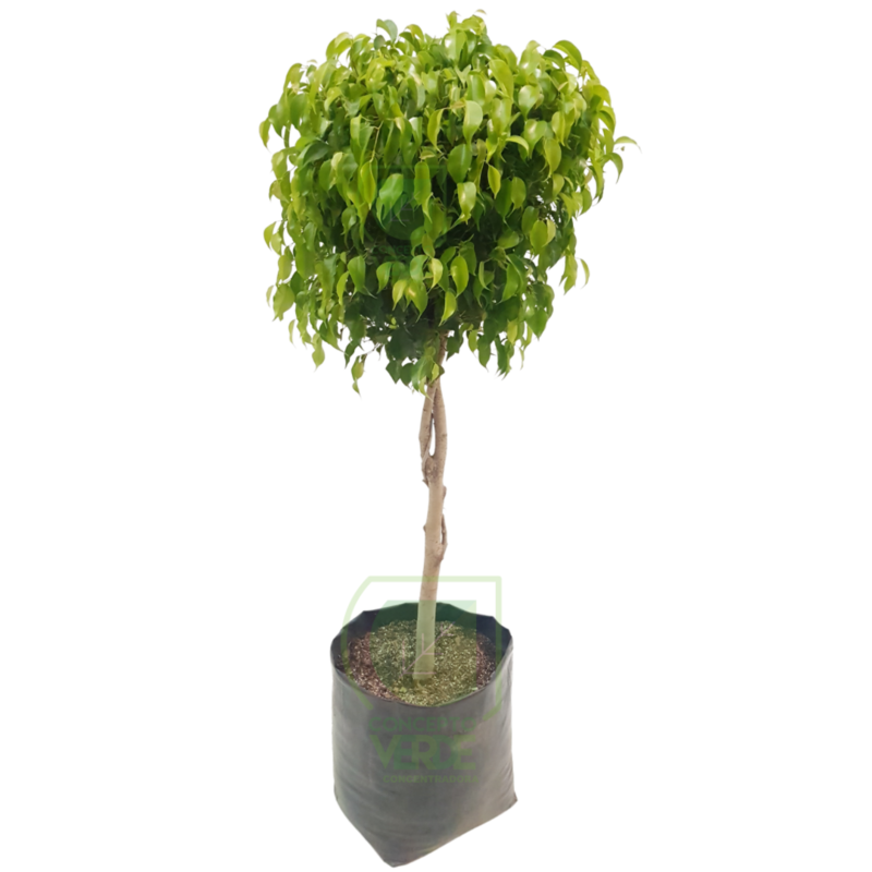 Ficus Benjamina #3