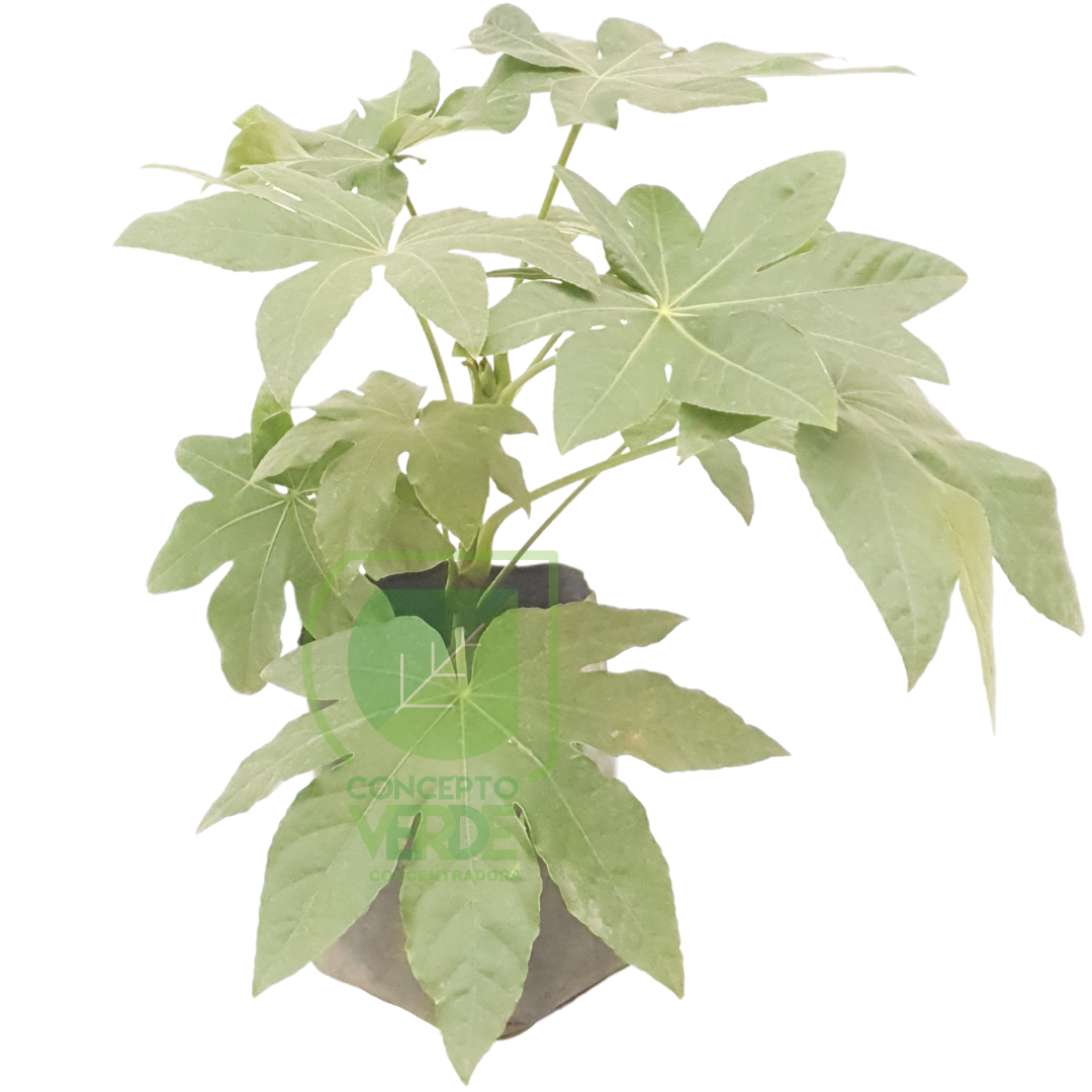 Aralia Sieboldii