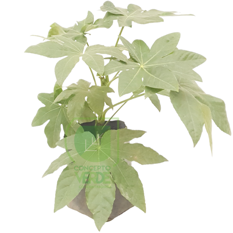 Aralia Sieboldii
