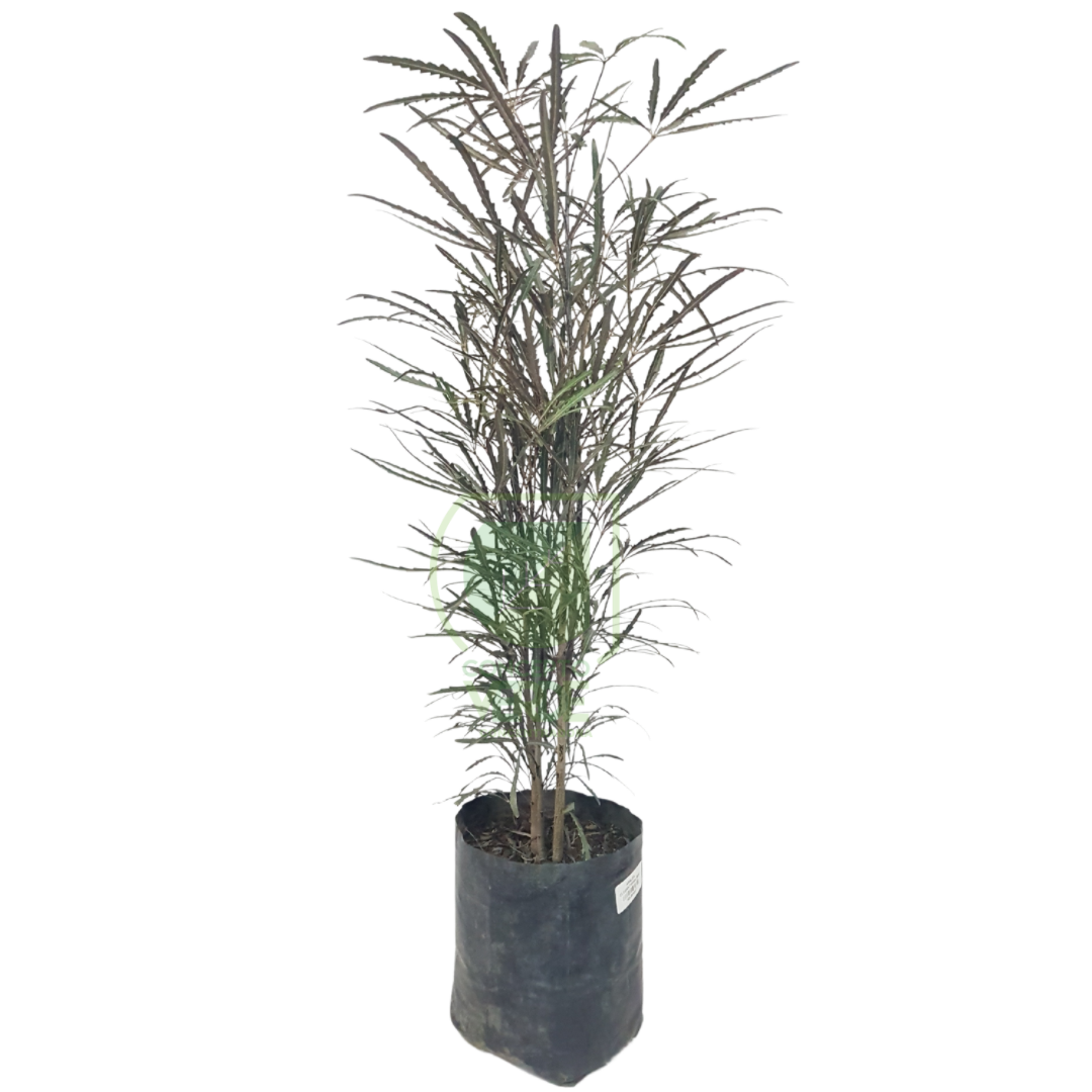 Aralia Elegantísima #1