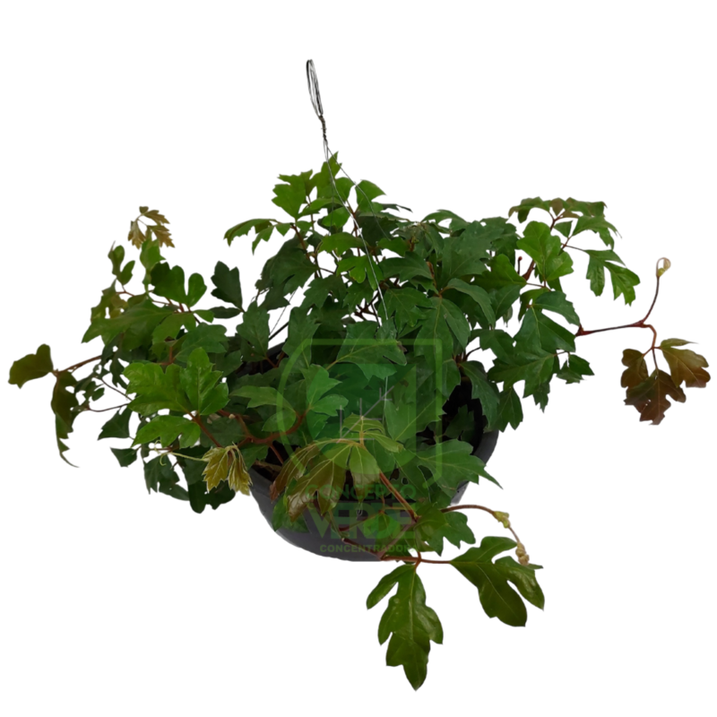 Cissus Charly