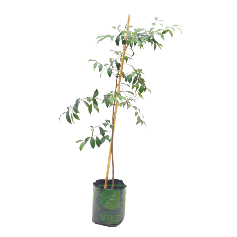 Arrayán de Fruta #1