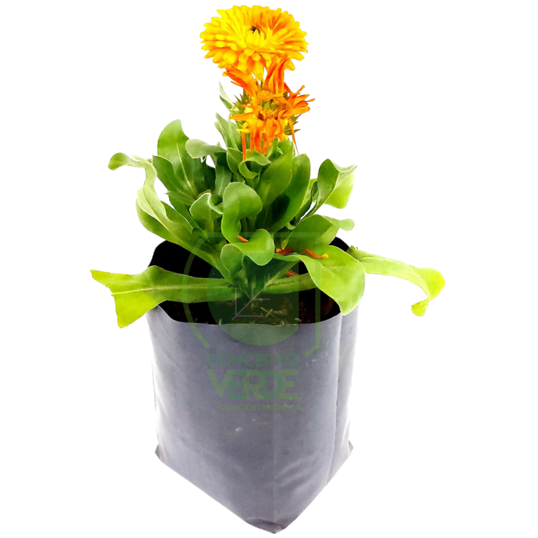 Calendula