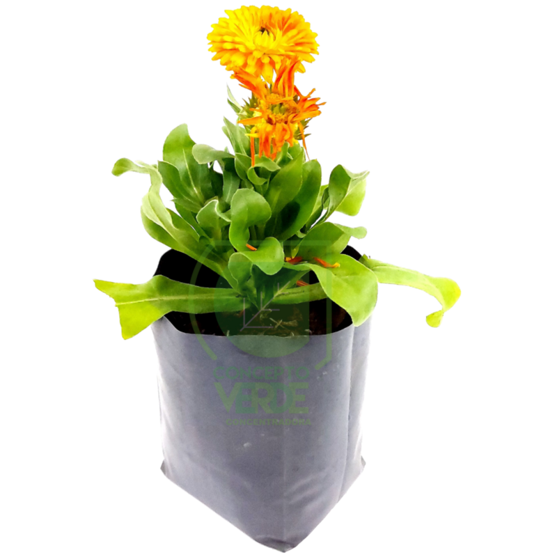 Calendula