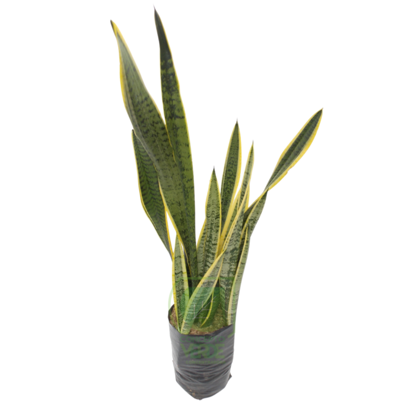 Espada del Rey (#2)