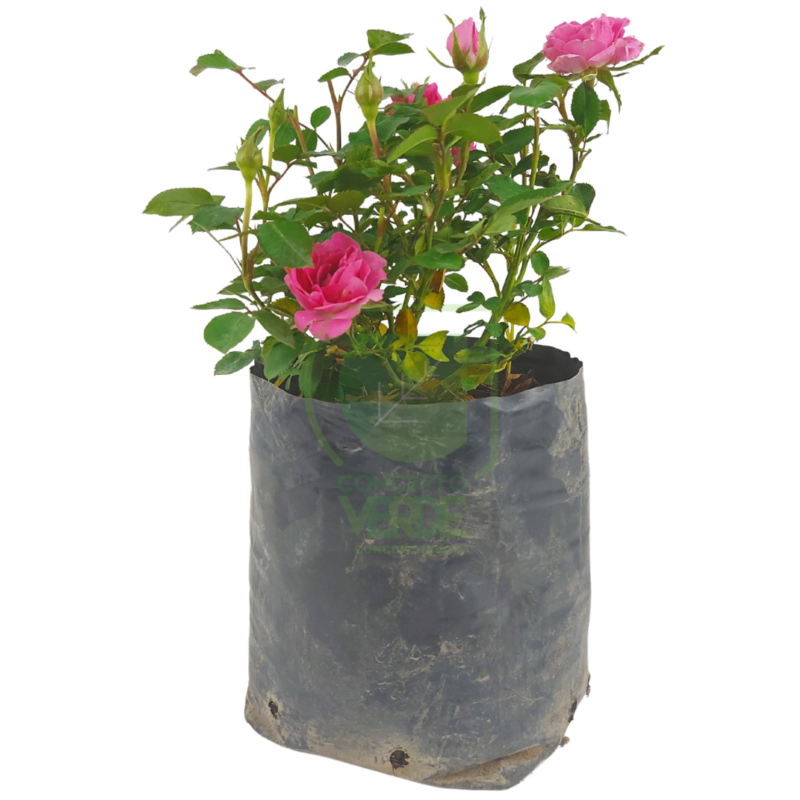 Rosa Coster