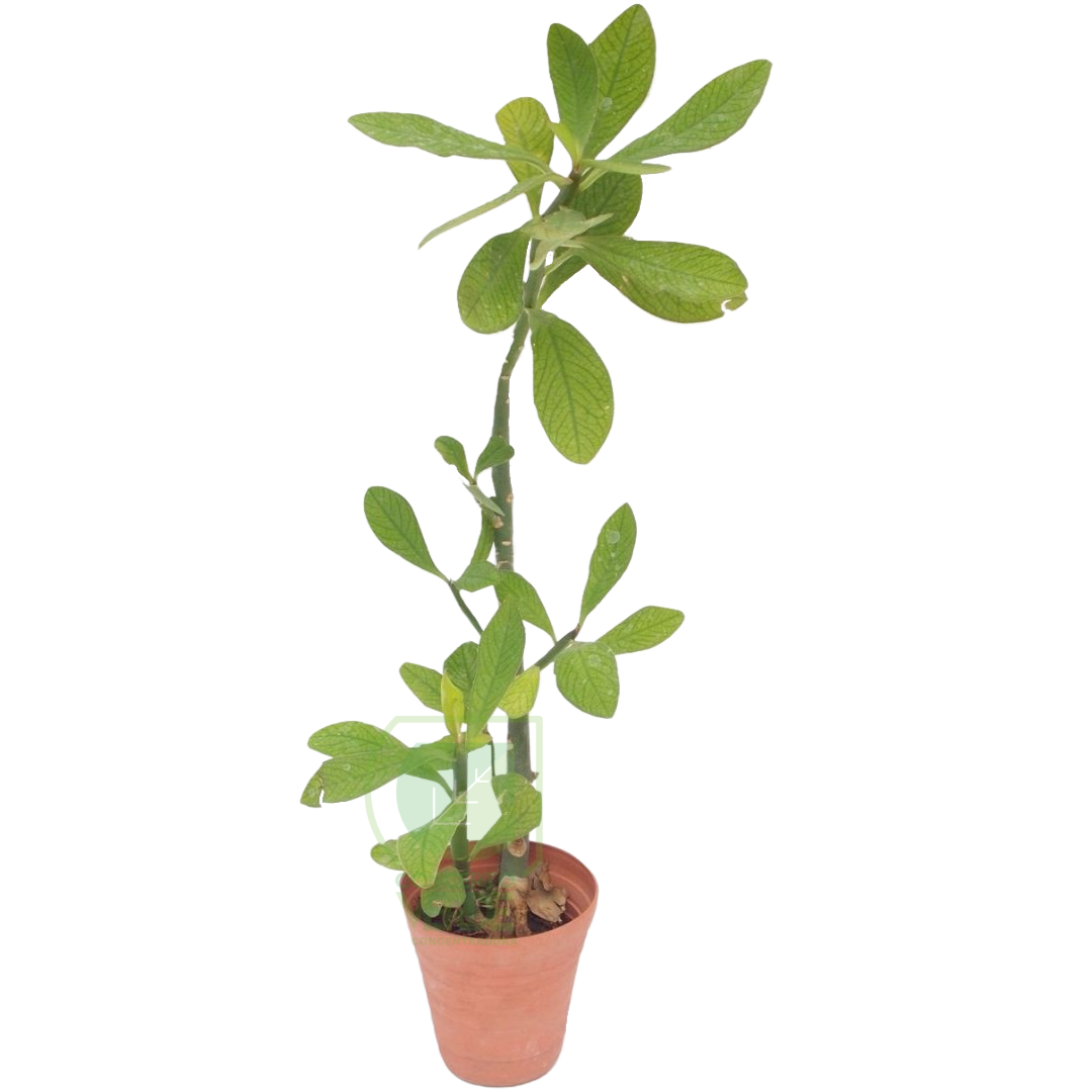 Planta De La Vida
