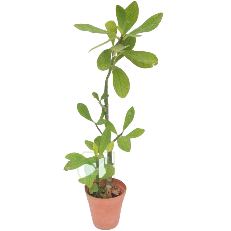 Planta De La Vida