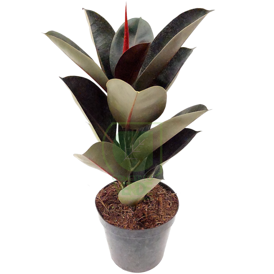 Ficus Elástica (#2)