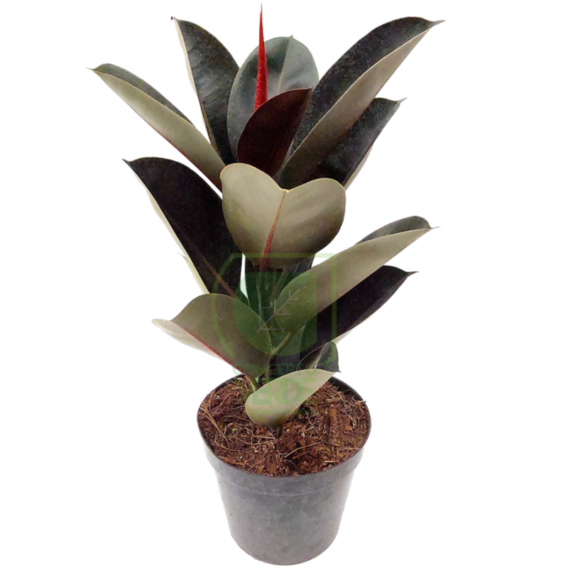 Ficus Elástica (#2)
