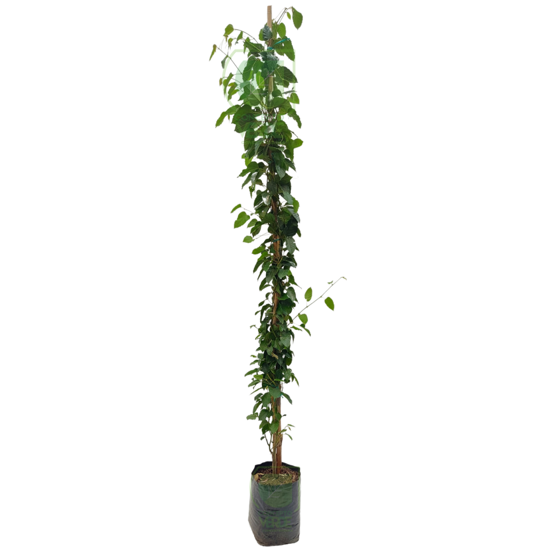 Cissus Antártica 2.2m