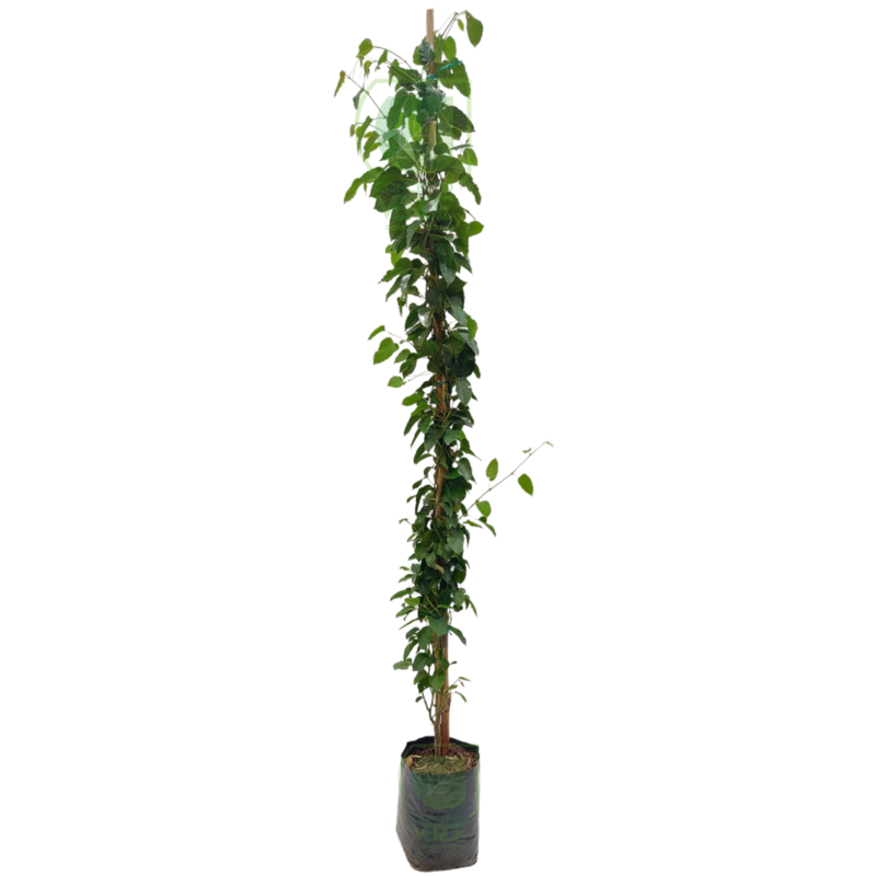Cissus Antártica 2.2m