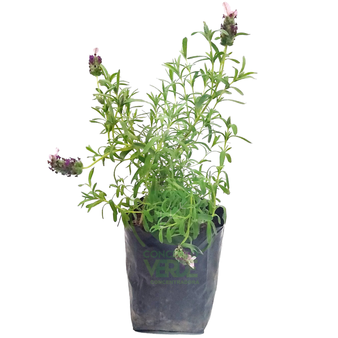Lavanda Española #1