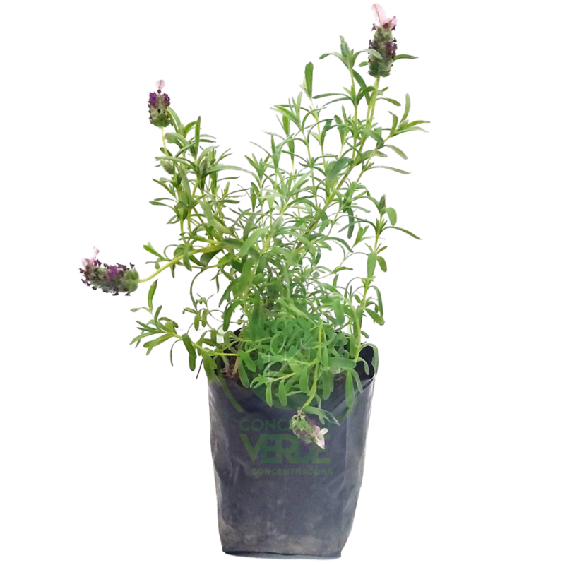 Lavanda Española #1