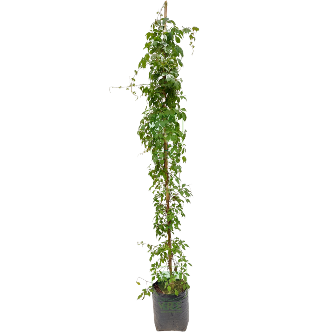 Cissus Silvestre 2.2m