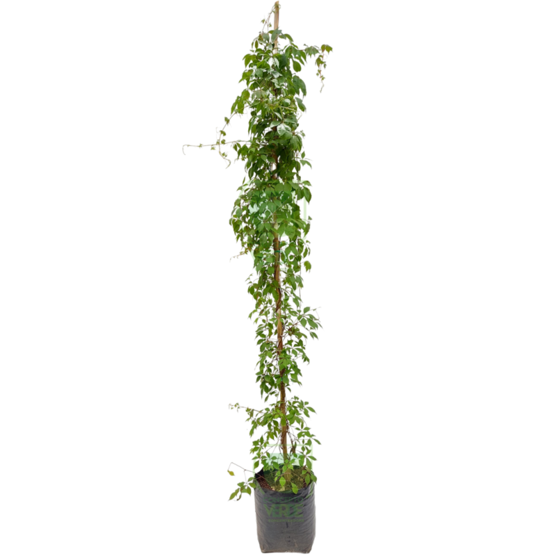 Cissus Silvestre 2.2m