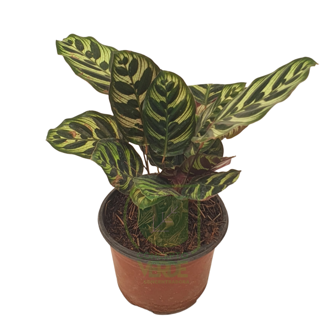 Calathea Makoyana 6&quot;