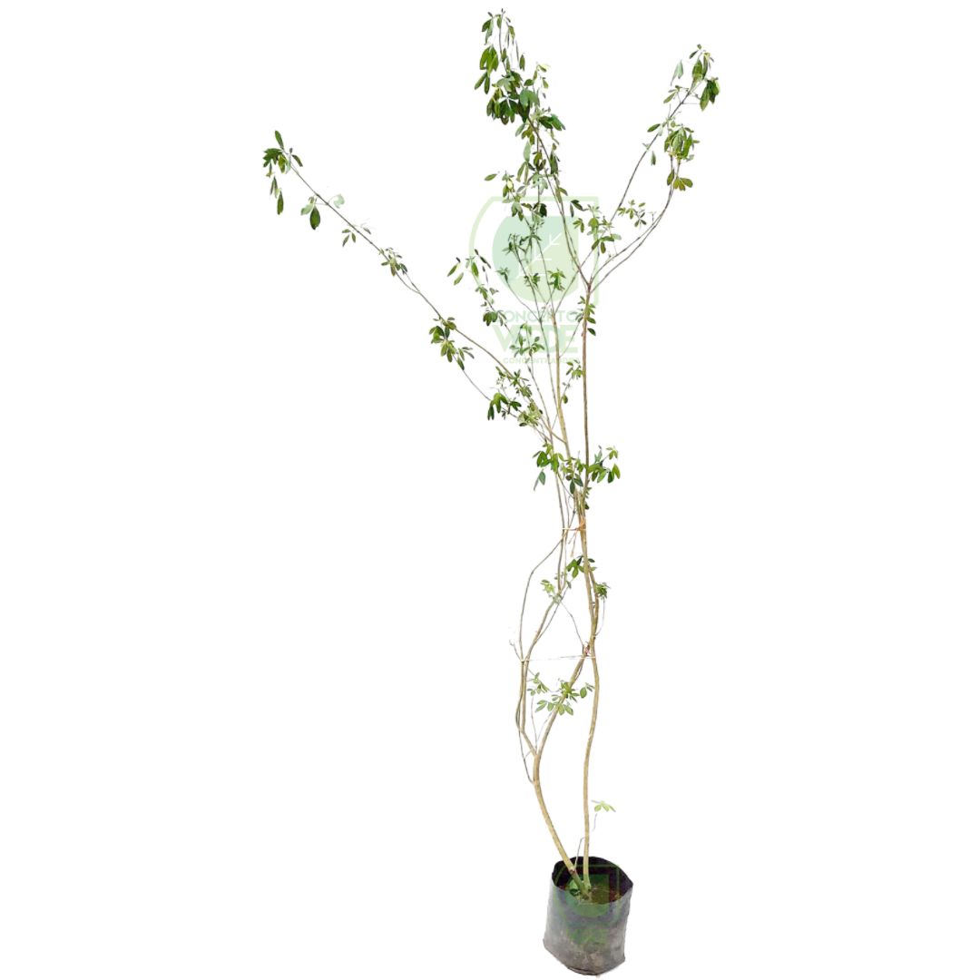 Limonaria