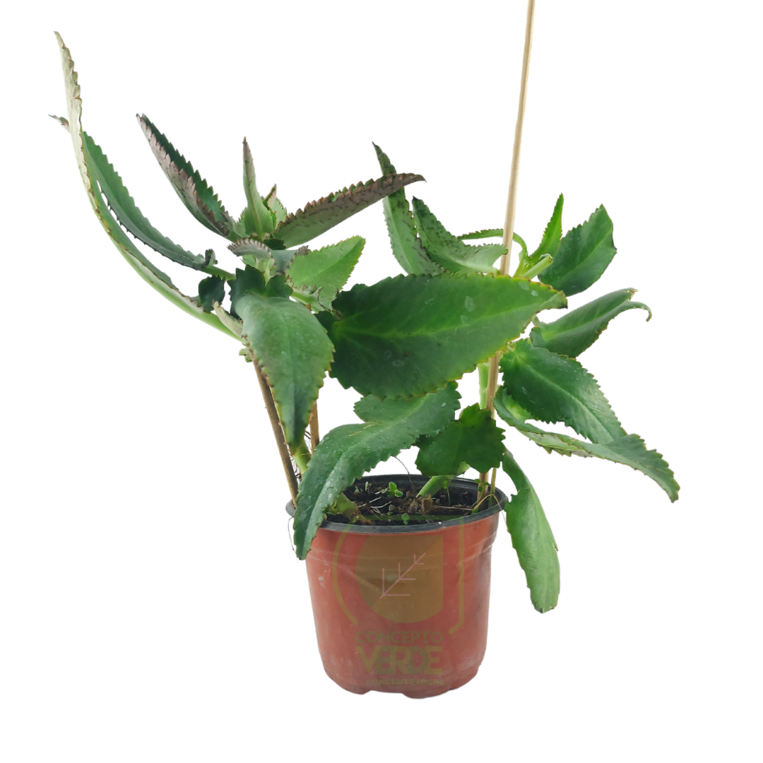 Kalanchoe Daigreomontiana