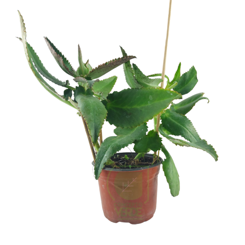 Kalanchoe Daigreomontiana