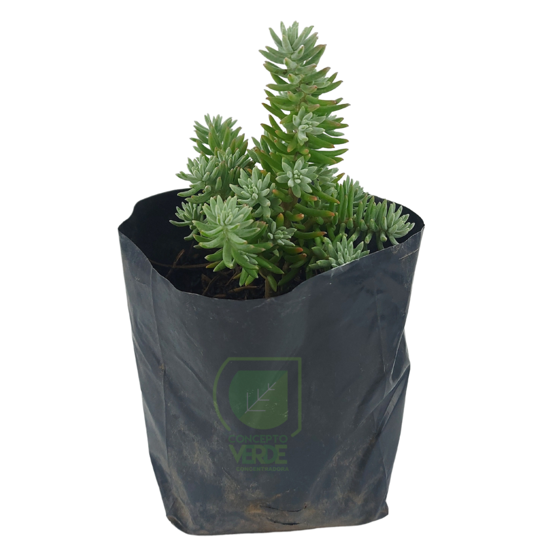 Sedum Gris (Arrocillo)