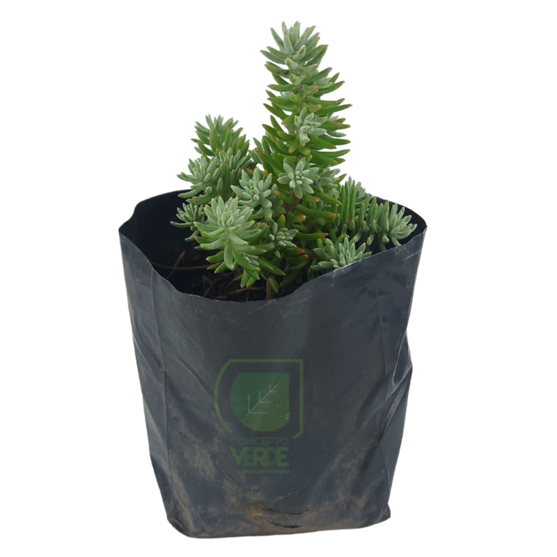 Sedum Gris (Arrocillo)