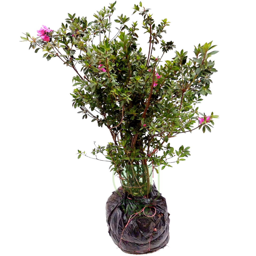 Azalea Común Arbusto (#3)