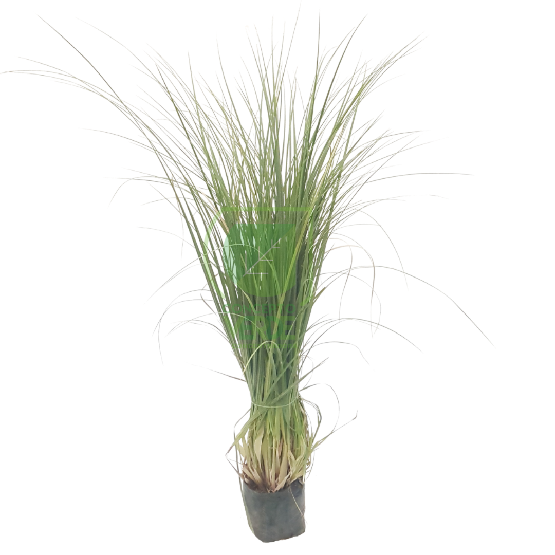 Pampa Grass
