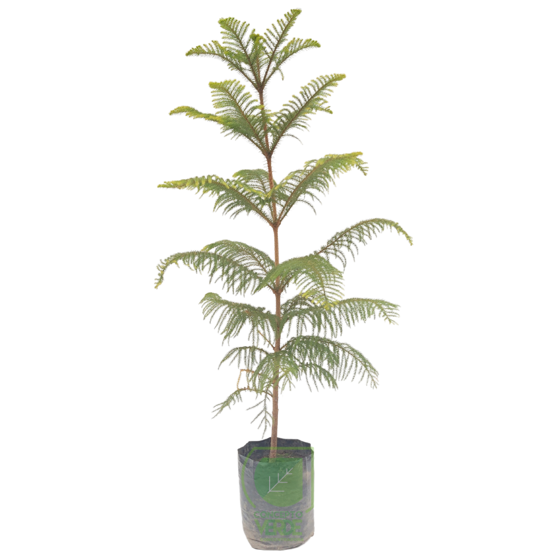 Araucaria