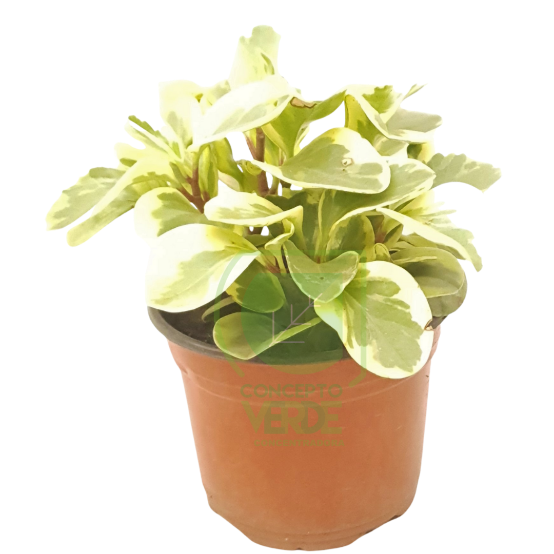 Peperonia Amarilla