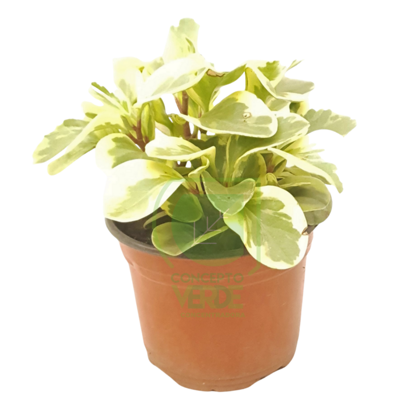 Peperonia Amarilla