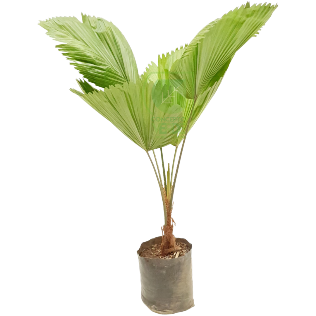 Palma Licuala 90cm