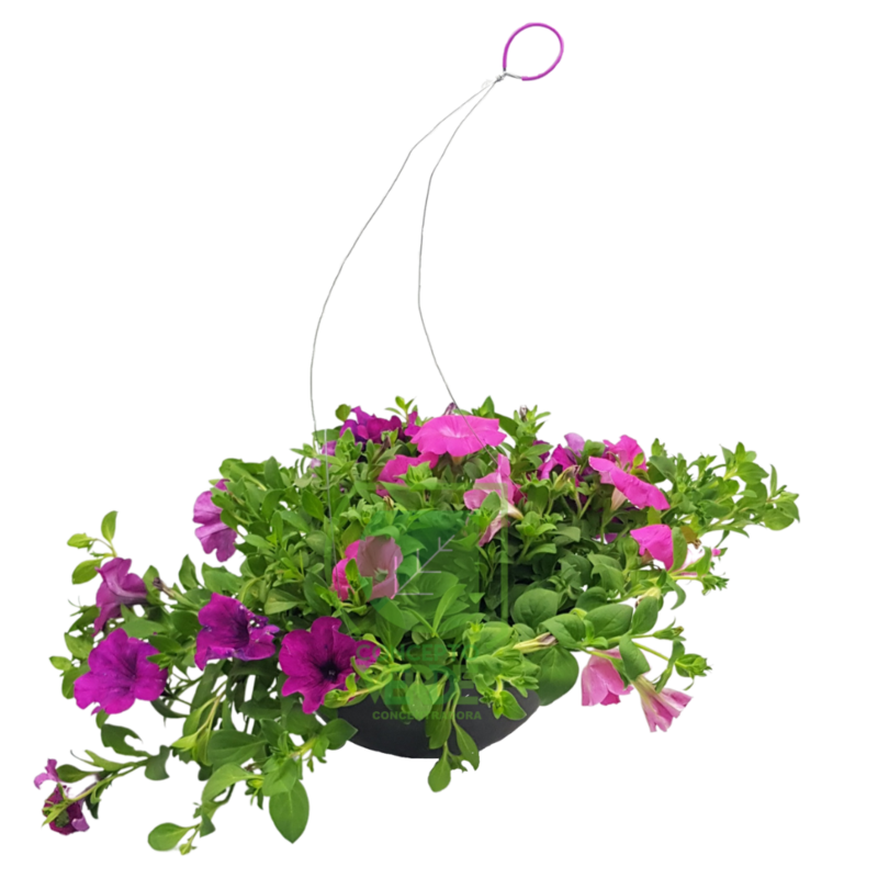 Petunia Colgante