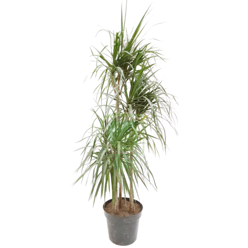 Marginata #2