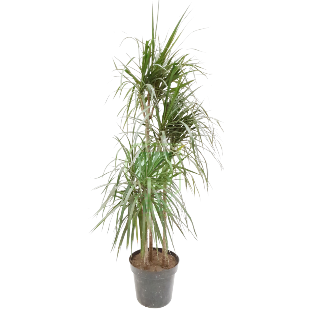 Marginata #2, Color: Tipo 1