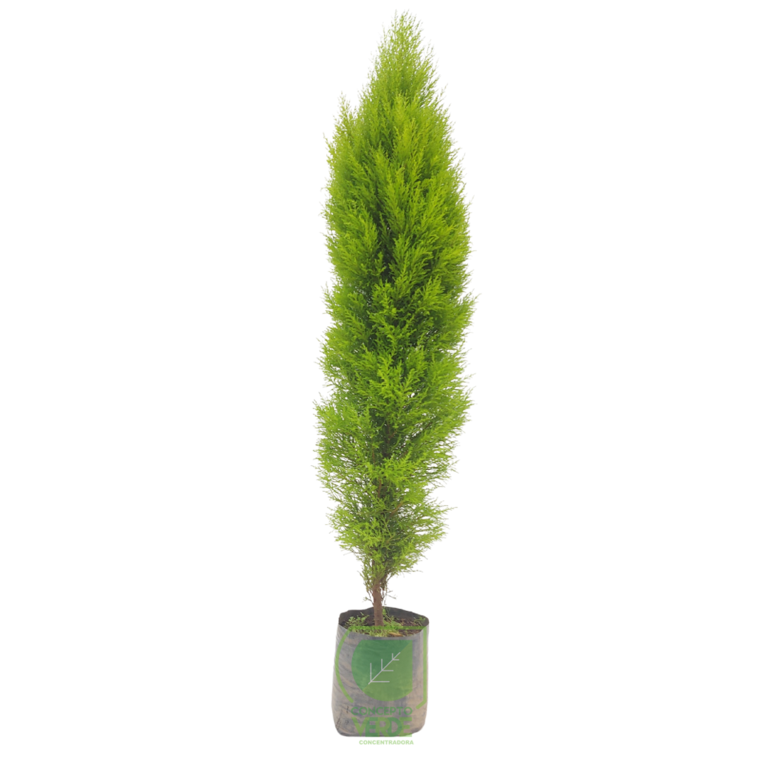 Cedro Limón (Compacto) 1.7m
